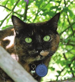 Summer newsletter cat image