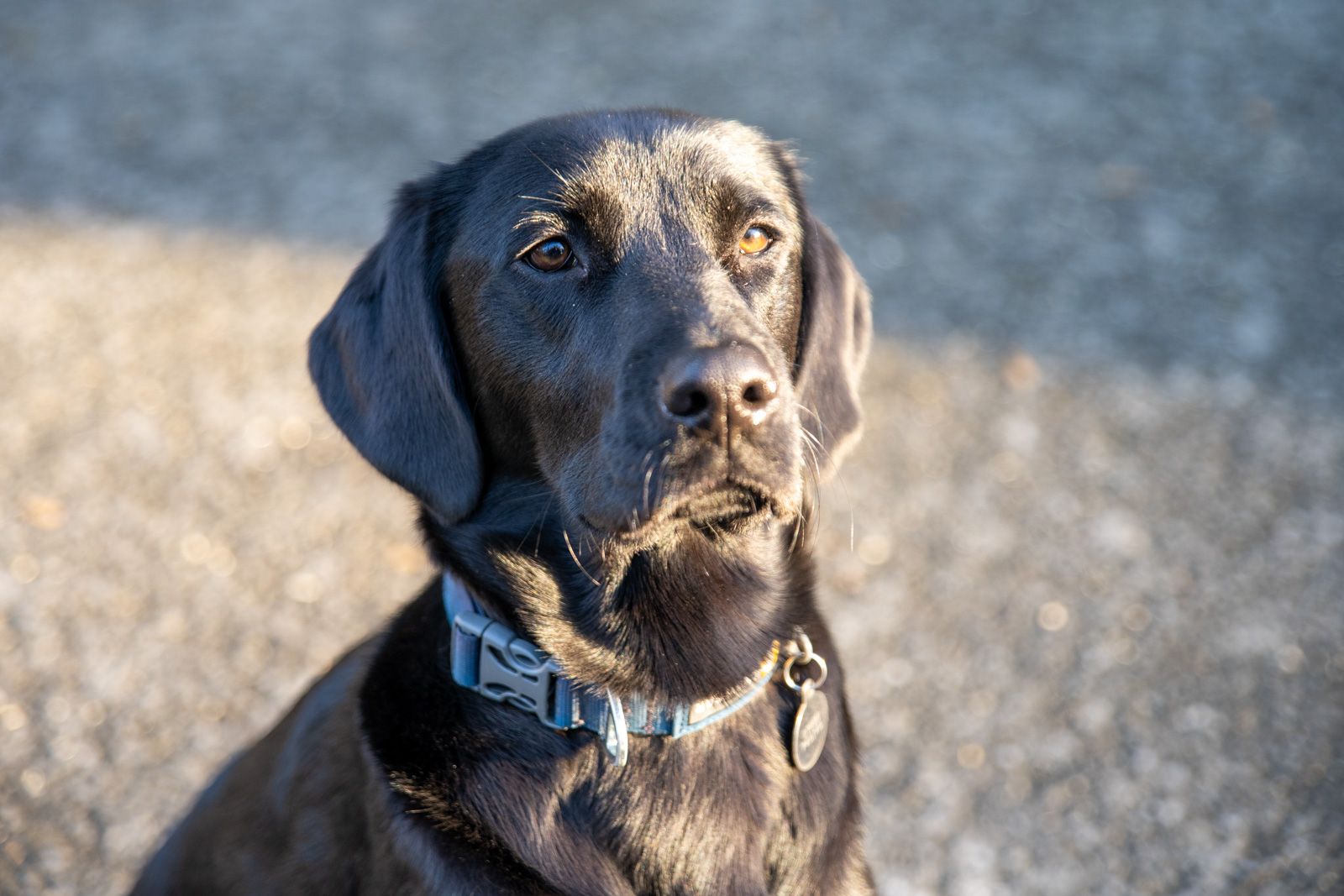 Stock photo of a brown dog