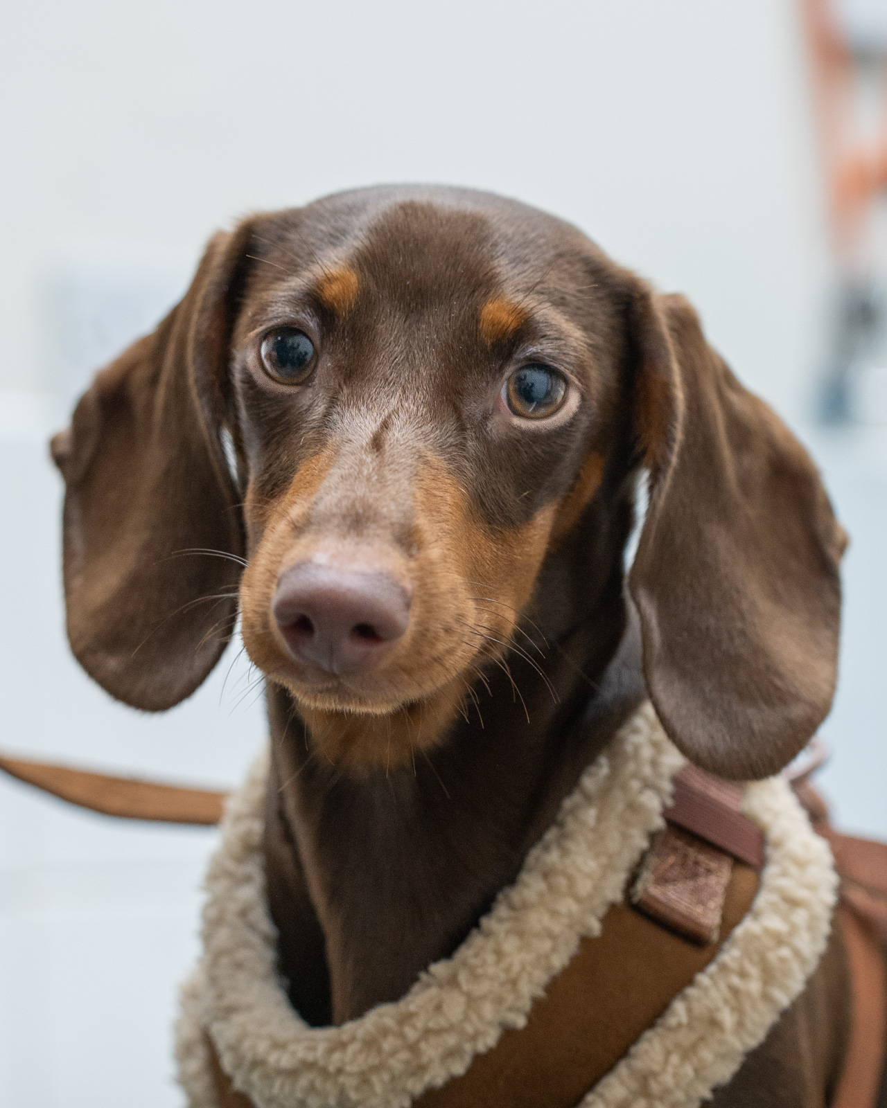 Gilmoor Veterinary Group - Sunderland (Web) 019